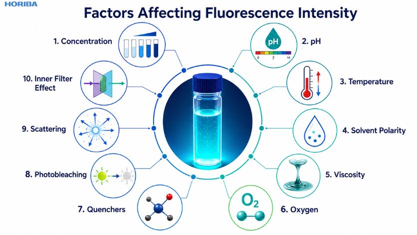 Factors affecting fluorescence intensity infographic