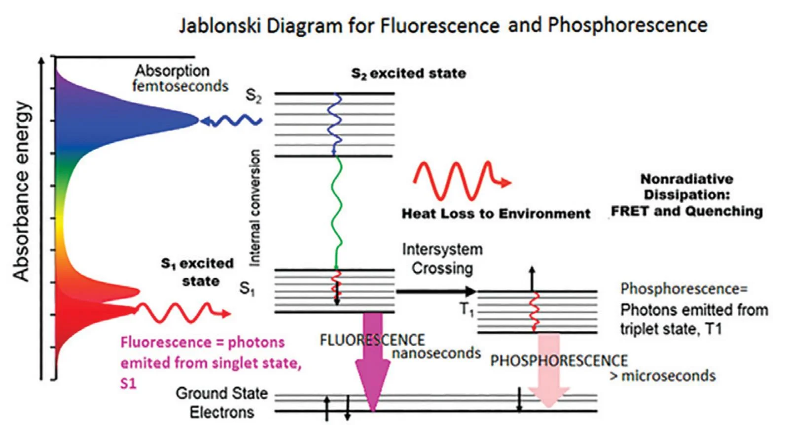 Jablonski diagram showing absorption, vibrational relaxation, fluorescence, intersystem crossing and phosphorescence